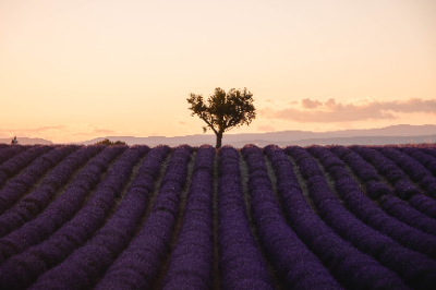 Valensole