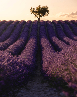 Valensole