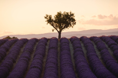 Valensole