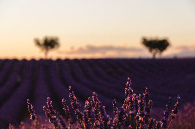 Valensole