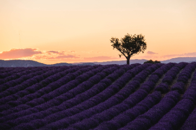 Valensole