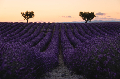 Valensole