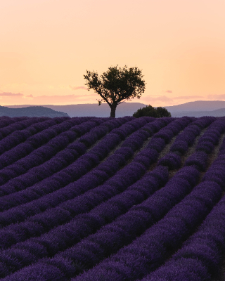 Valensole