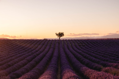 Valensole, France