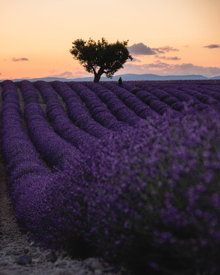 Valensole
