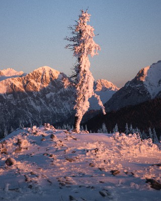 Velika Planina